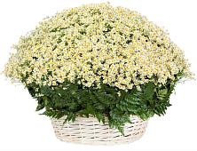 Цветочная композиция из Ромашки в корзине #REPLACE_PRED# Калиновке Курской области